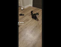 Cat jumps up for for pink spring