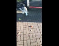 Eight Siberian huskies on leash with cart