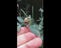 Brown skull face caterpillar green plant leaf