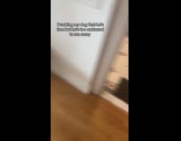 Awkward dog told to be free comes back