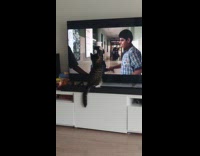 Cat watches and touches the television screen