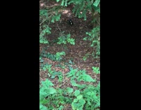 Wild Squirrel underneath the tree leaves caught on camera