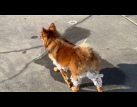 Brown dog walk with snow stuck on fur