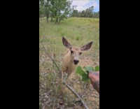 Man hand feeding wild deer give leaves