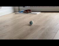 Pet bird plays and rolls and egg on the floor