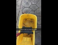 BitchMP - Walking fish in mop bucket