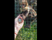 Guy play with monkey jade ball part 3