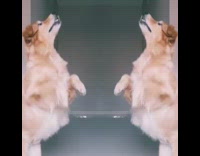 Golden retreiver dog catches treat mirror effect 