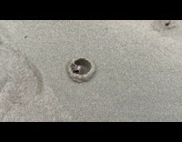 Tiny crab dogs up hole and makes dome