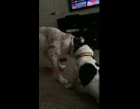 Dog want to steal toy of other dog