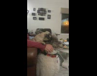 Lady with pug on lap pets poodle