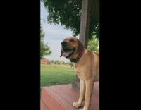 Dog says huh to woman