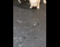 White dog on floor throws up 