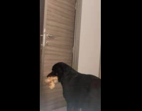 Dog carries big bone and struggles to fit by the door