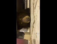 Brown bear hides under cage table