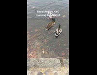 Brown duck steals bagel in pond from other duck