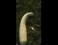 Long pumpkin that looks like a goose