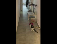 Black white cat chases red laser pointer 