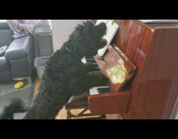 Black dog play piano pull green toy