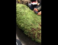 man wrapped christmas tree