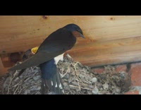 Mother swallow bird feed babies with bee