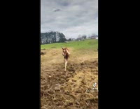 Horse runs into owner recording 