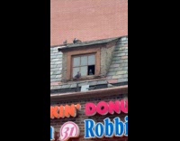 Pigeons inside attic of establishment