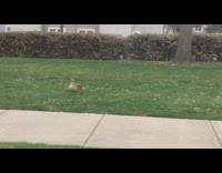 Male duck protects female from another duck 