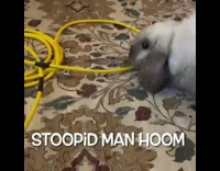 Rabbit bunny picks up cord with teeth