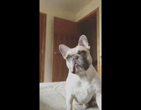 white dog staring at camera while sitting in bed