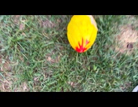 Submitter shows dog burped in funny way