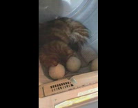 Grey cat inside of dryer machine 