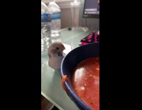 Small white beard drinks red soup table