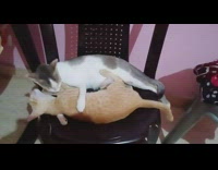 Two cats lie down together on a Monoblock chair