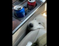 Person poke nose of puppy sleep in car