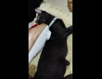 Person use massage machine to black cat