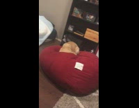 golden retriever moving sporadically on bean bag 