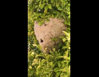 Collab WINY - Huge wasp nest on street plant tree