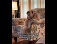 Collab Clips MPUGC - Dog on chair listening to owner grocery