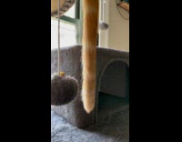 Cat has unusually very long tail 