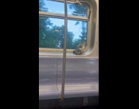 Pigeon flies over man head riding train