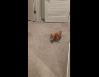 brown dog rolling around carpet 