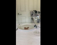 Dalmatian dog eats food plate microphone asmr 