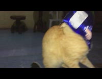Cat with blue chip bag over face 