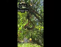 Two large dragonfly mate hang on plant