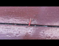 DailyDoseOfInternet - Small insect bug six legs walk wooden bench