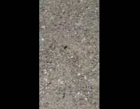 Black ant keeps crawling in circles pavement