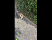 Cat on leash walk close to plants
