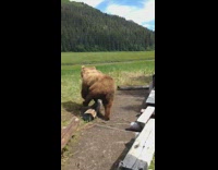 Massive brown bear runs past family into field 