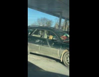 Two dogs sitting in car gas station 